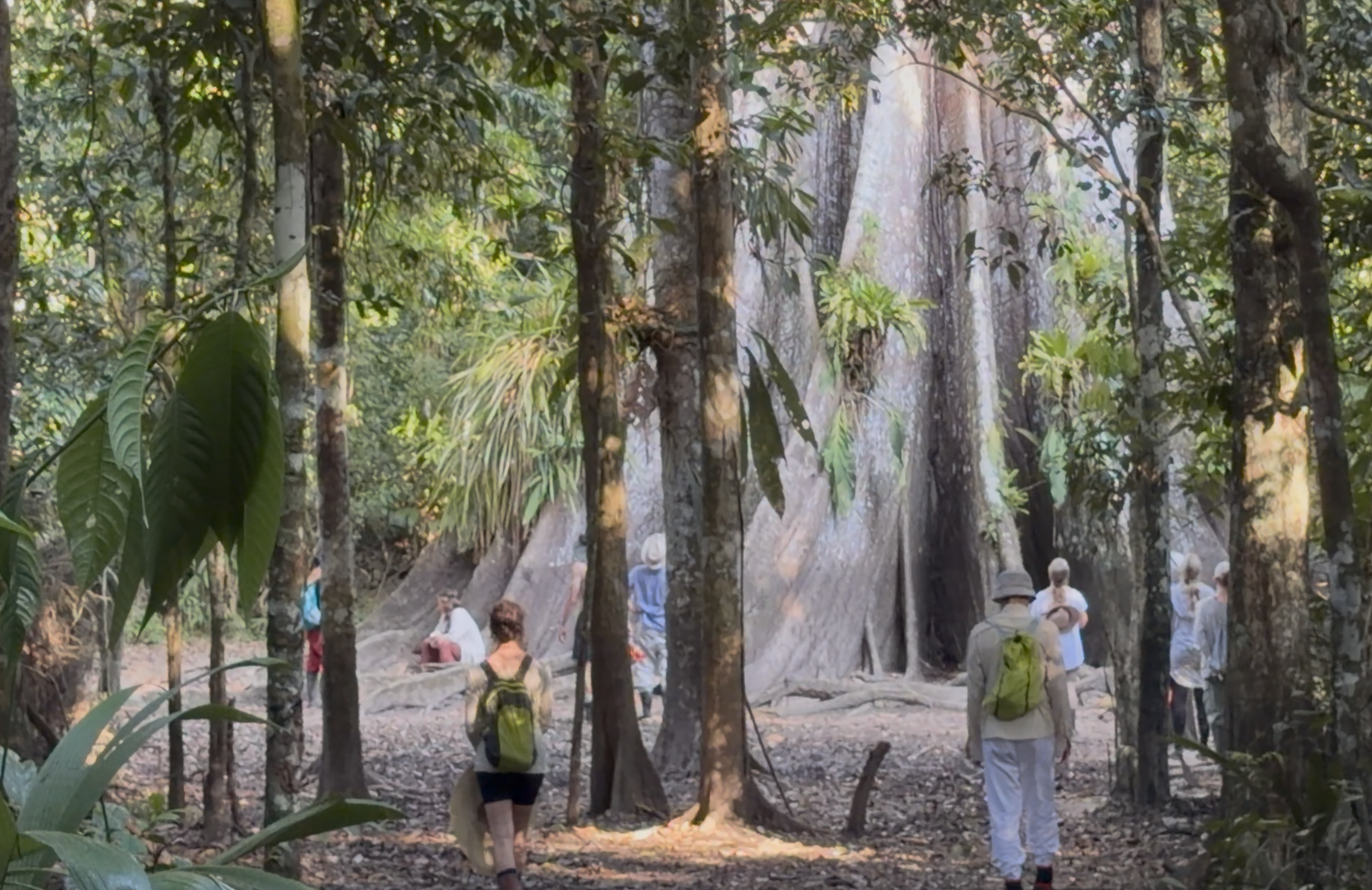 Walkers beneath a giant kapok tree in the Amazon rainforest