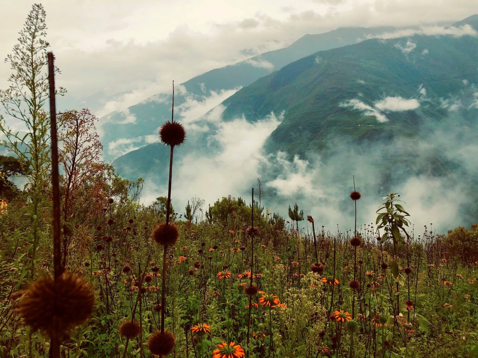 Flores silvestres en una cresta alta y expuesta de la reserva, con la neblina derramándose por el valle de abajo
