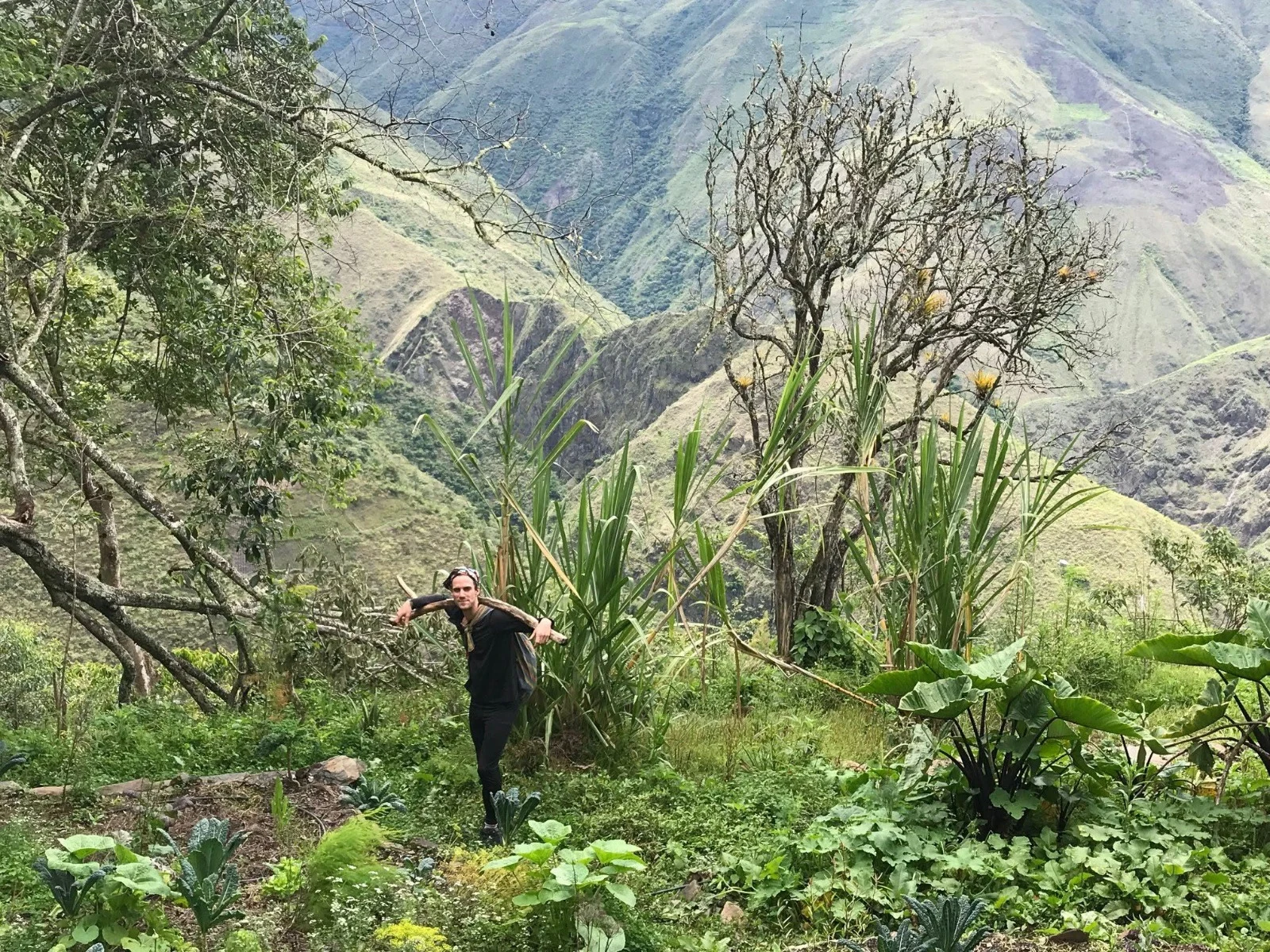 Alguien cargando un tronco cortado por una terraza sembrada del bosque comestible, con el valle cayendo detrás