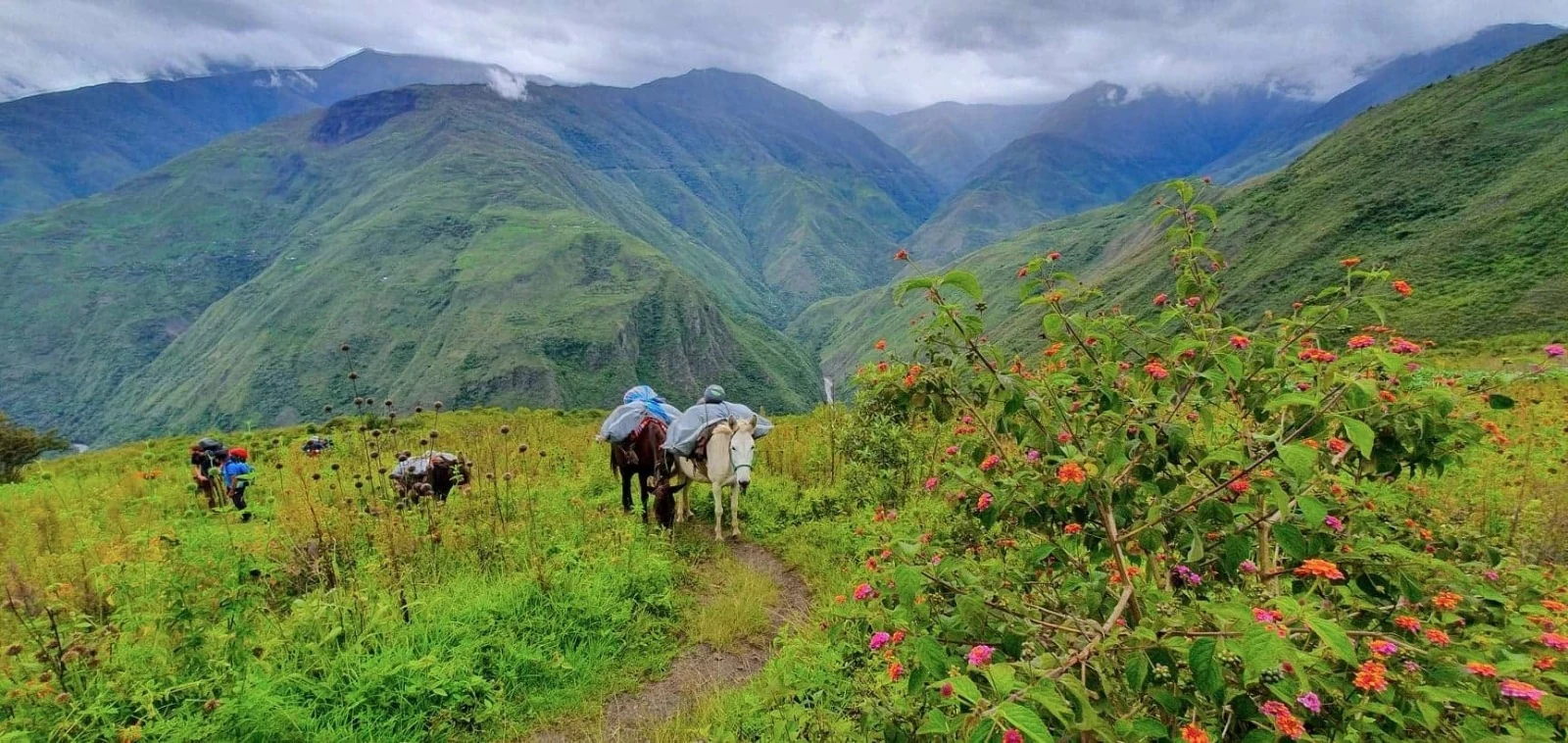 Dos caballos de carga y caminantes por un sendero angosto entre flores silvestres a la altura de la cintura, con las crestas cubiertas de nubes al fondo