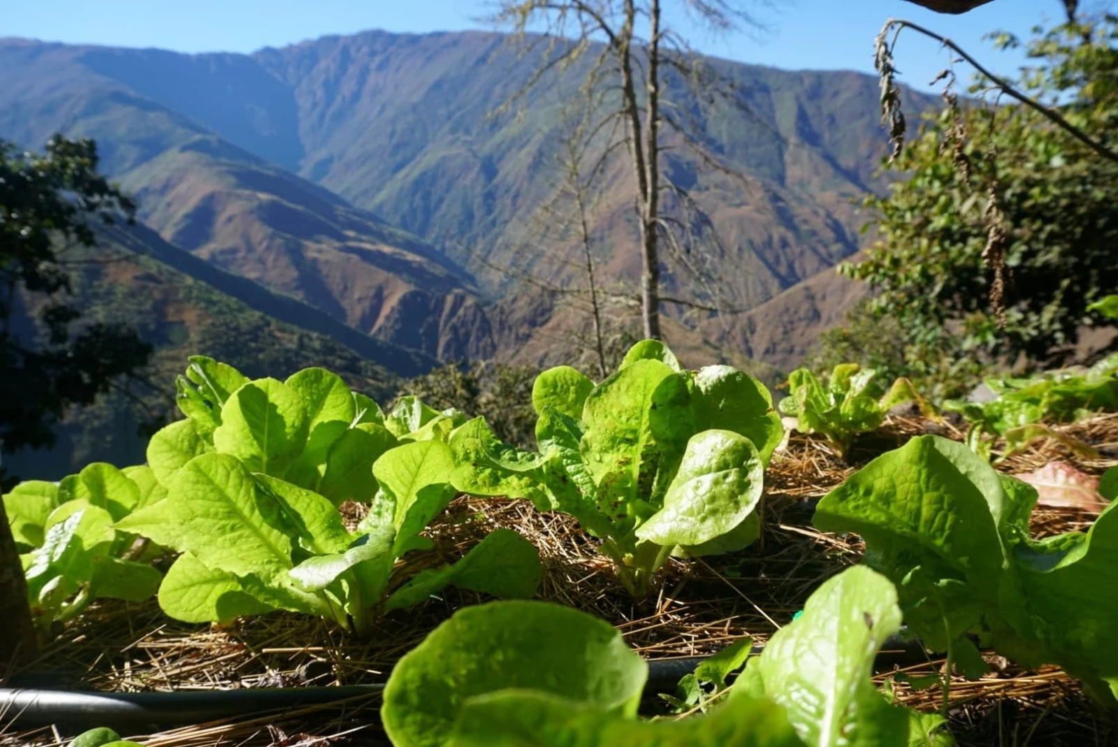 Hileras de lechugas jóvenes acolchadas con paja en las huertas altas, con la ladera opuesta del valle detrás
