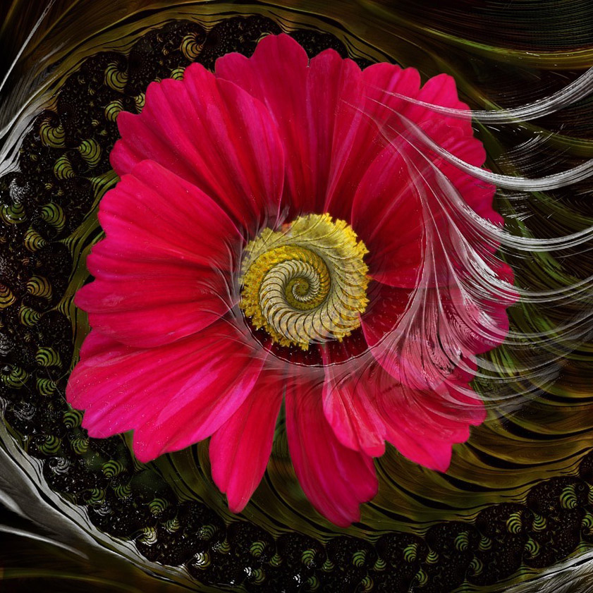 Espiral dorada en el corazón de una flor, emblema de Your Evolutionary Blueprint