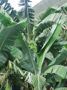 Plantains grow at the bottom.