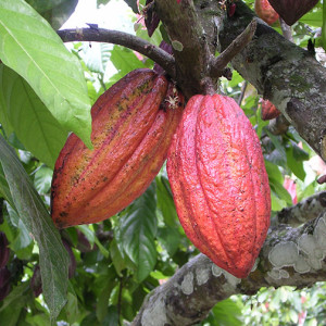 Mayan Cacao Recipe from our Primordial Breathwork Sessions! - Paititi ...