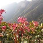 image shows healing retreat location Larapata mountain in Peru