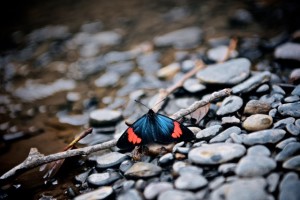 image shows a butterfly on rock in the natural setting of a riverbank