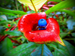 image shows a blueberry sitting in a pool of rainwater in a poppy to show that integrating in healing retreats is the most important part of the healing process