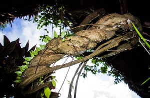 image shows the ayahuasca vine to show the teacher that taught me to live in the present moment