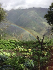 image shows by Paititi's garden and rainbow to denote picture is about replacing habitual thought patterns by finding beauty living in the present