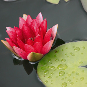 image shows Lotus flower in a swamp to denote article is about living in the present