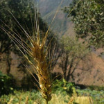 image shows wheat to denote that it's time for harvest at Paititi's permaculture center in the mountain