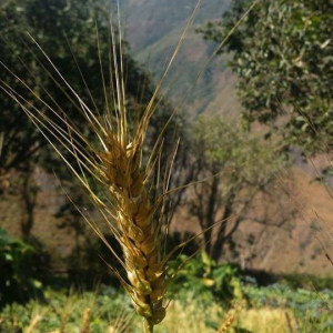 image shows wheat to denote that it's time for harvest at Paititi's permaculture center in the mountain