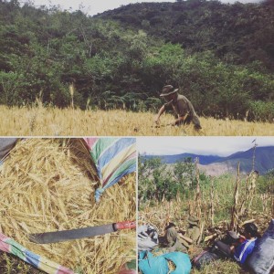 image shows three shows of wheat harvest from Paititi's mountain farm