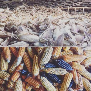 image shows corn harvest from permaculture farm