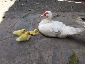 image shows a duck and three chicks